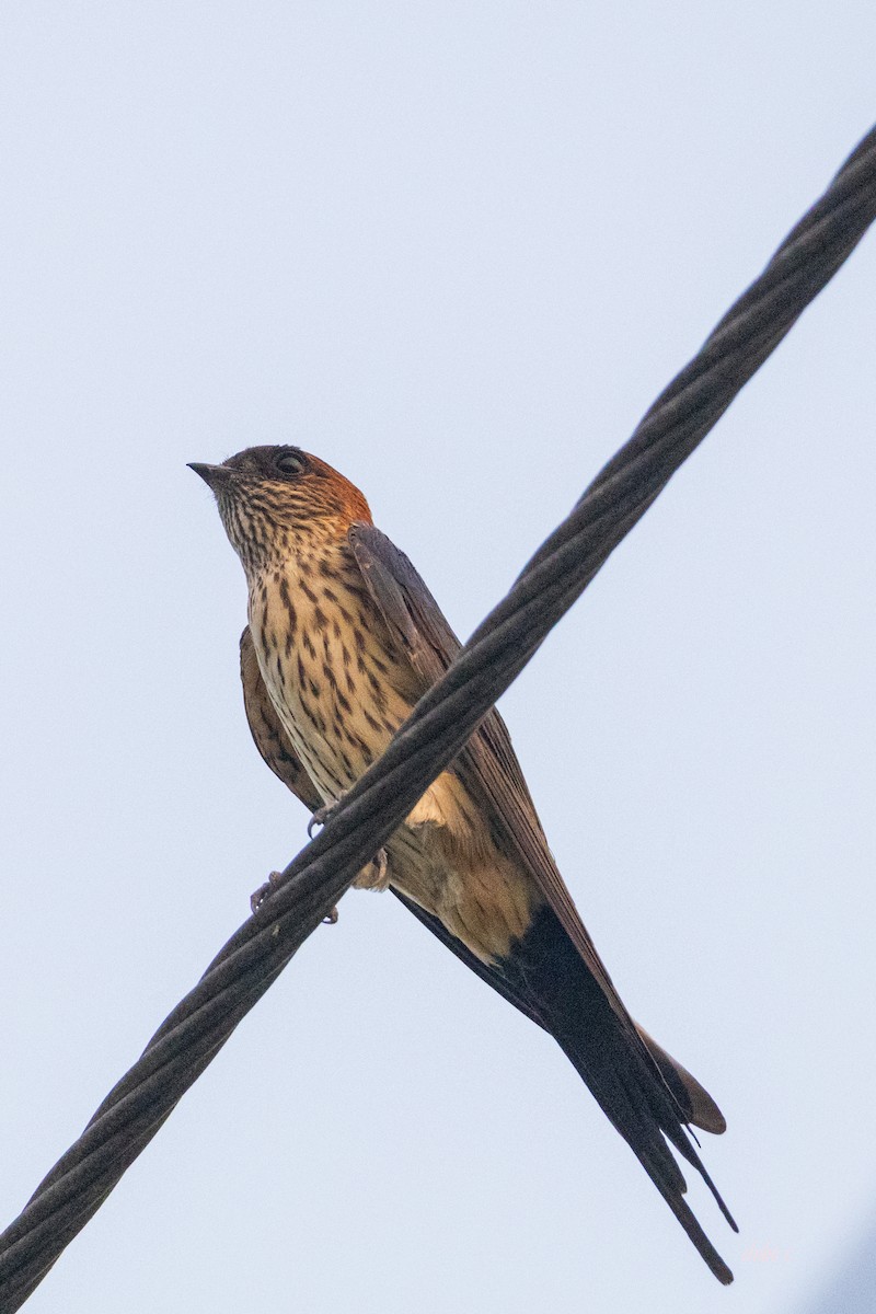Red-rumped Swallow (Red-rumped) - ML617342547