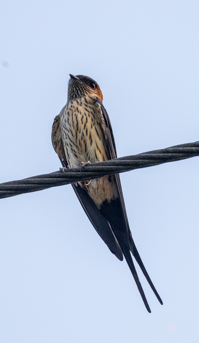 Red-rumped Swallow (Red-rumped) - ML617342548