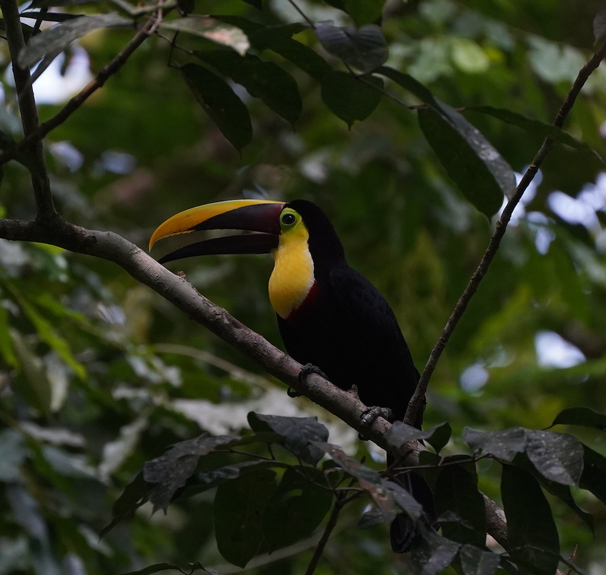 Yellow-throated Toucan - Nolan Clements