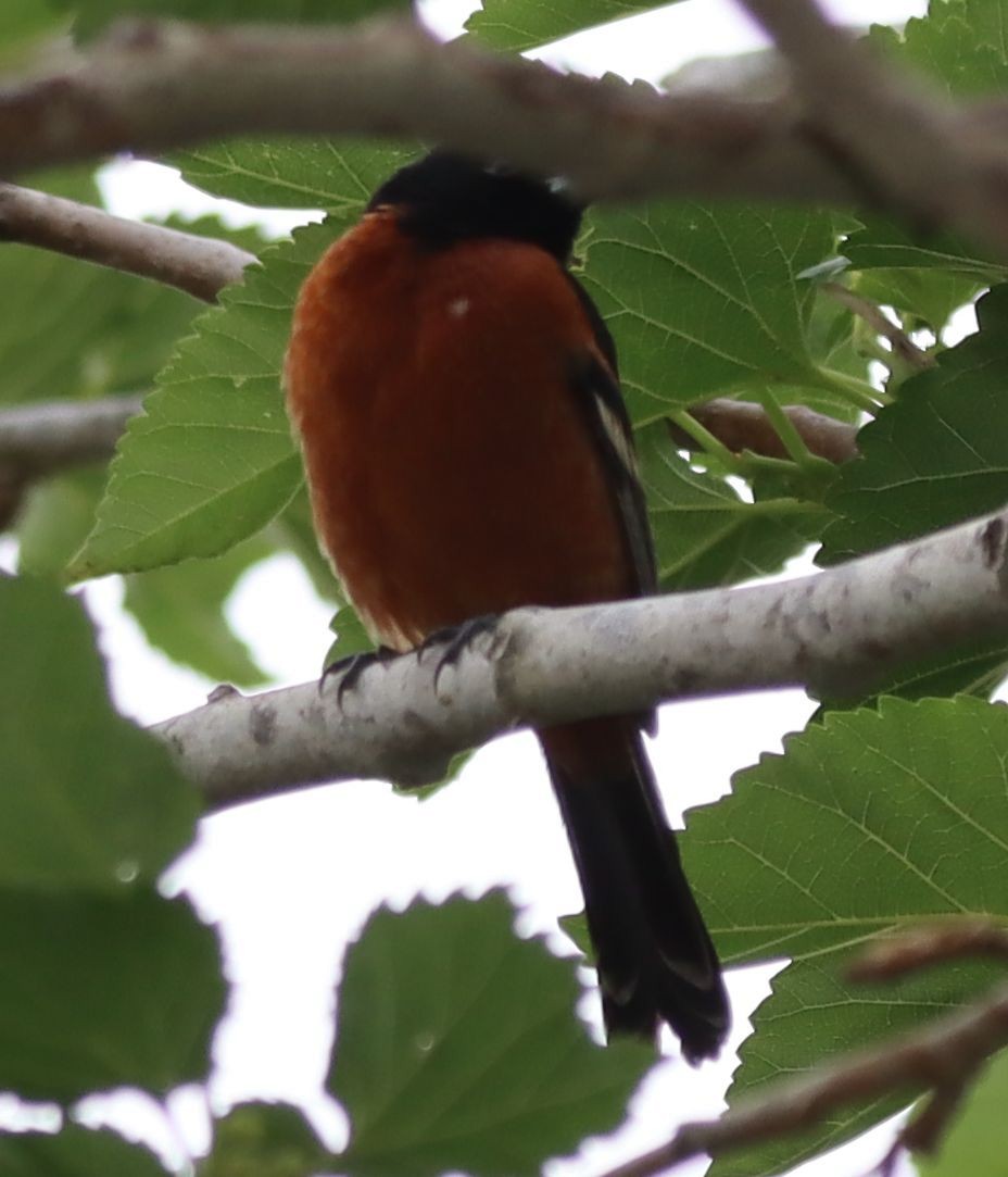 Orchard Oriole - ML617342633