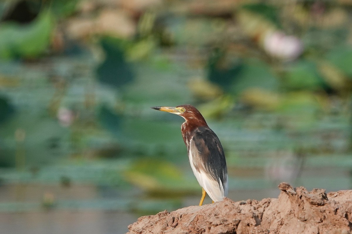 Chinese Pond-Heron - Colin Poole