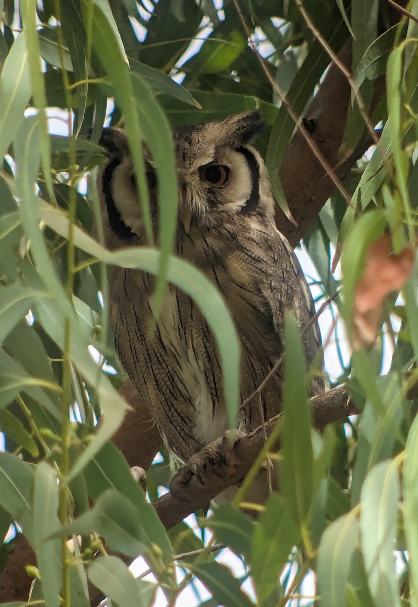 Northern White-faced Owl - ML617342699