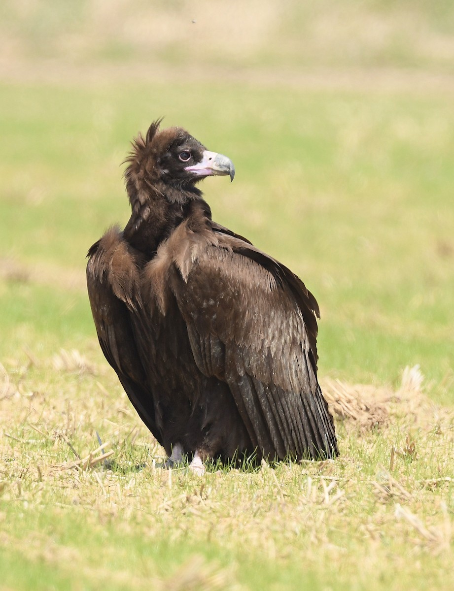 Cinereous Vulture - ML617342719