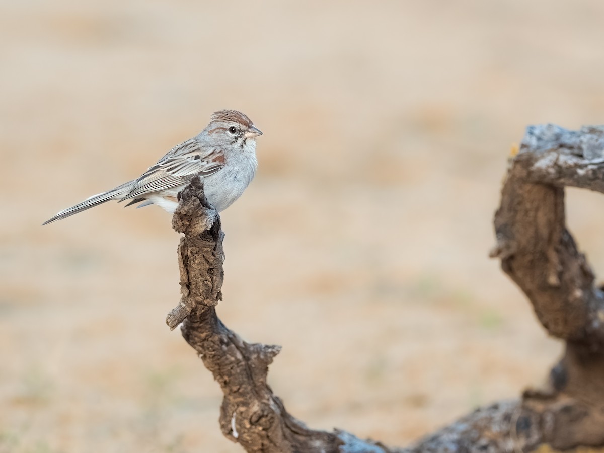 Rufous-winged Sparrow - ML617342730