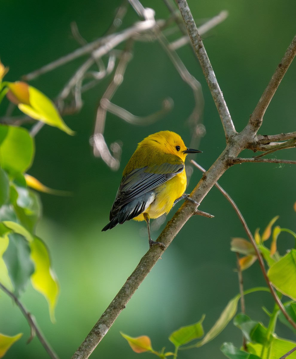 Prothonotary Warbler - ML617342816