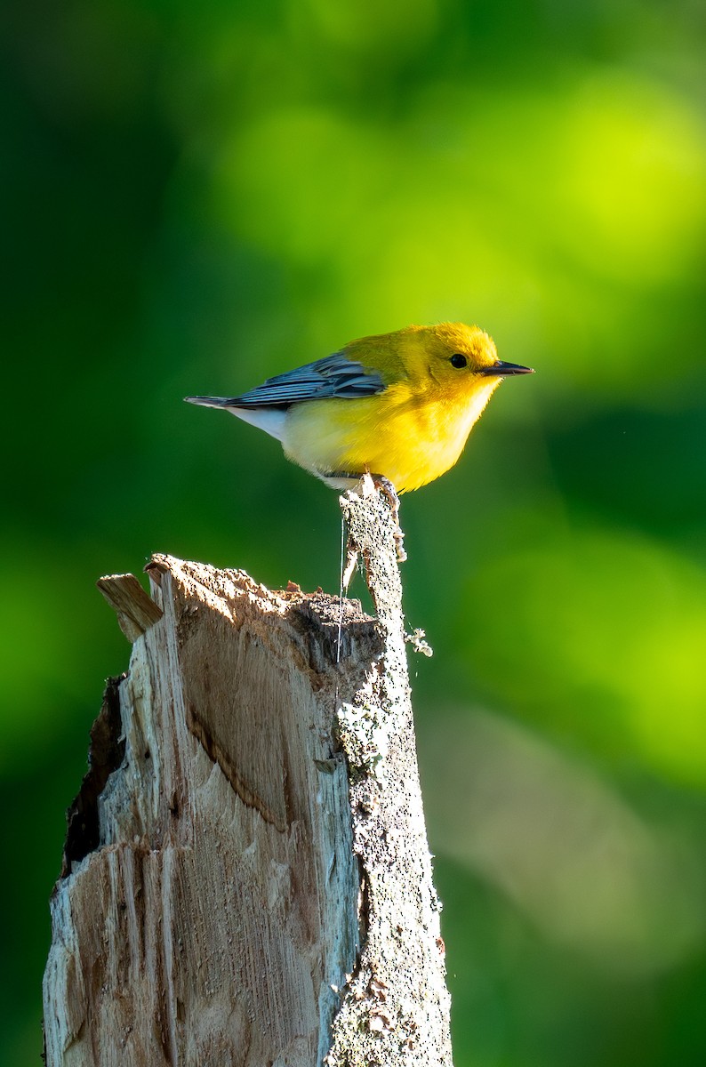 Prothonotary Warbler - ML617342823