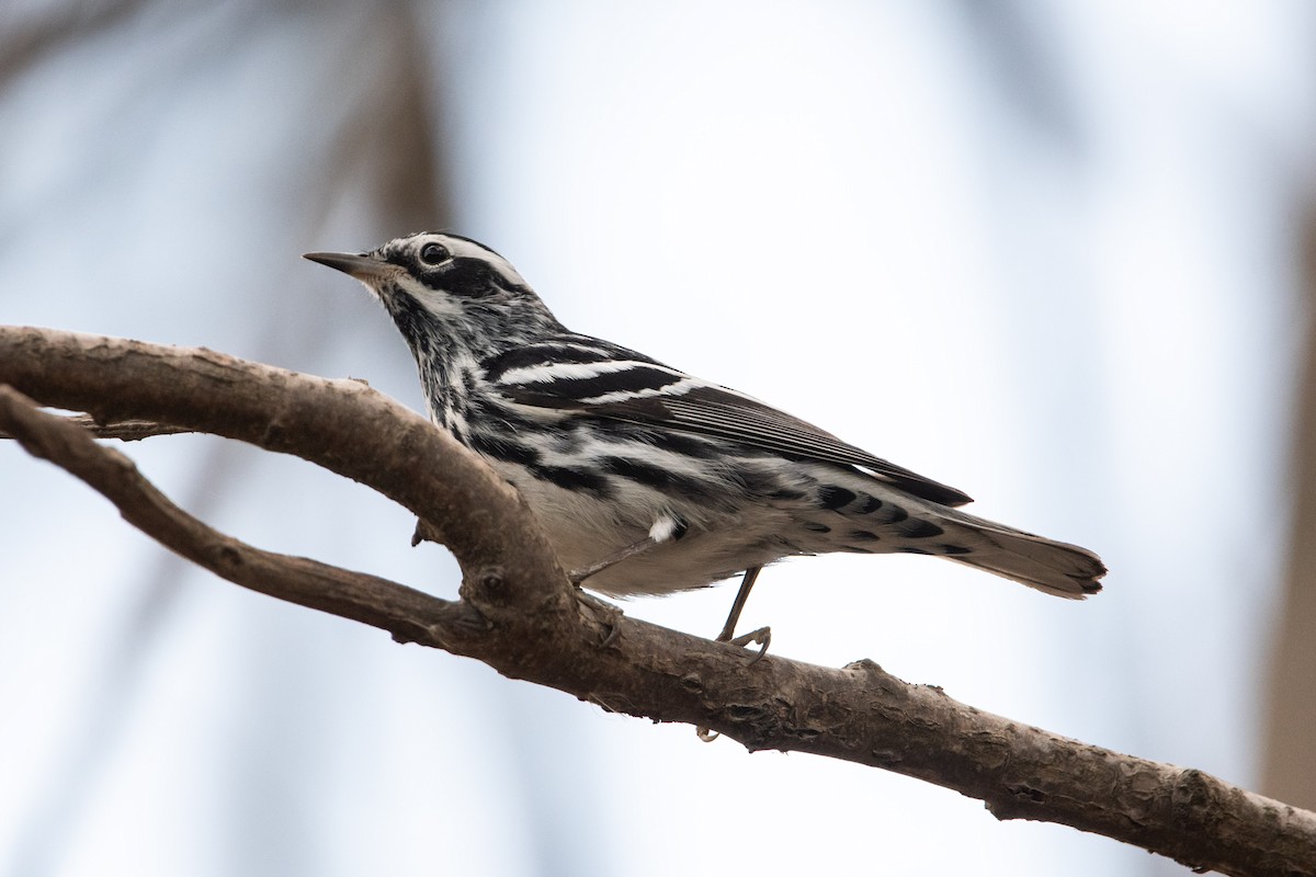 Black-and-white Warbler - ML617342841