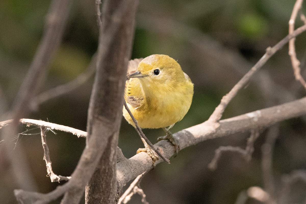 Yellow Warbler - Ivani Martínez Paredes