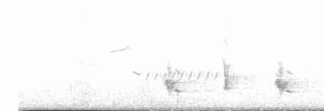 Cuitlacoche Ocelado - ML617342861