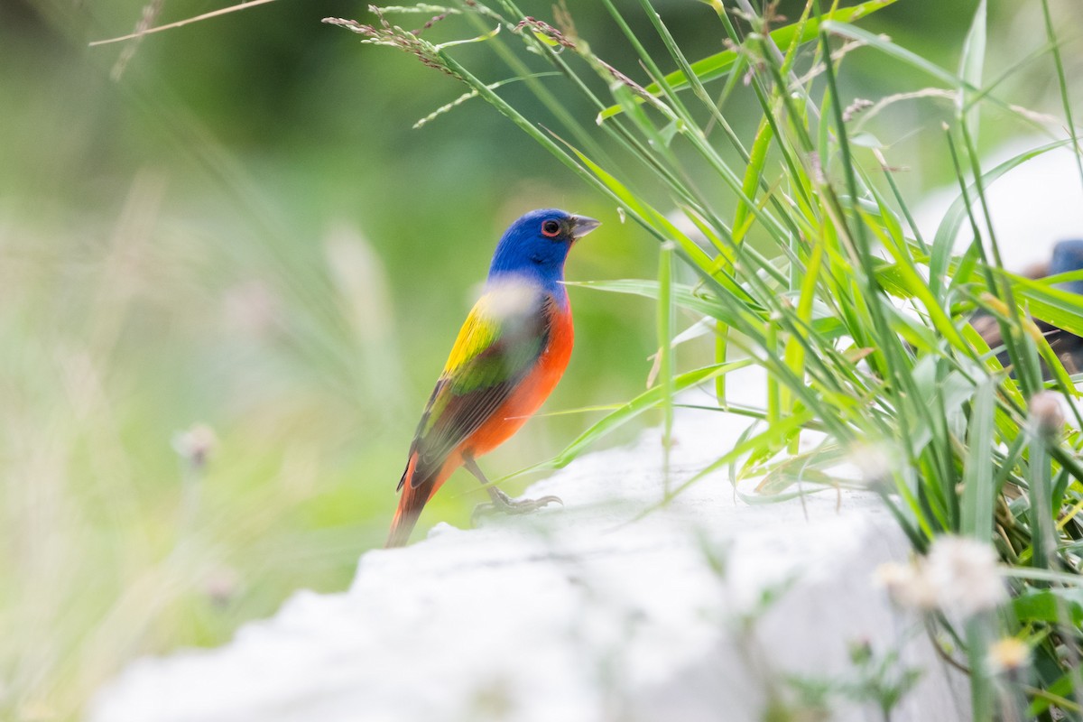 Painted Bunting - ML617342879