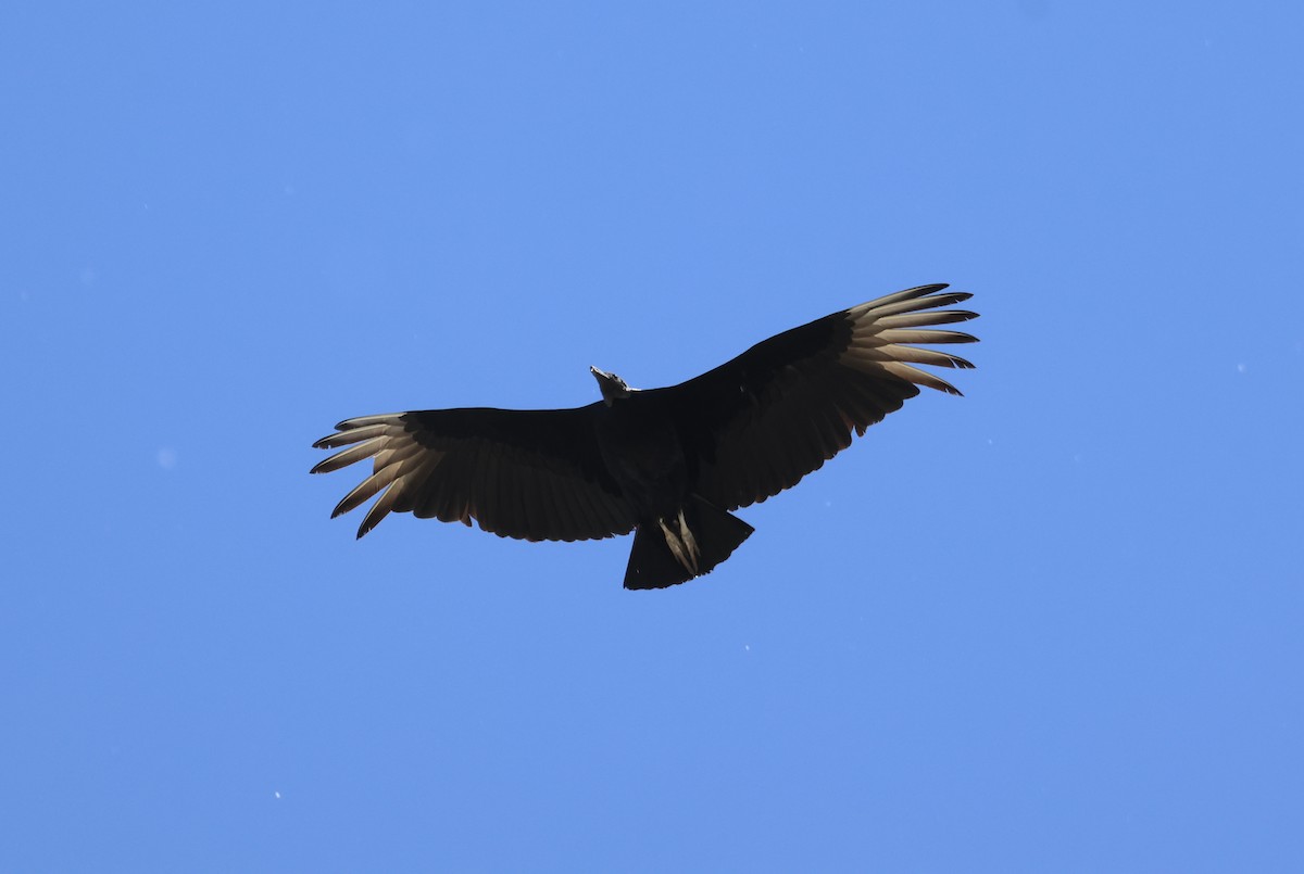 Black Vulture - ML617342882