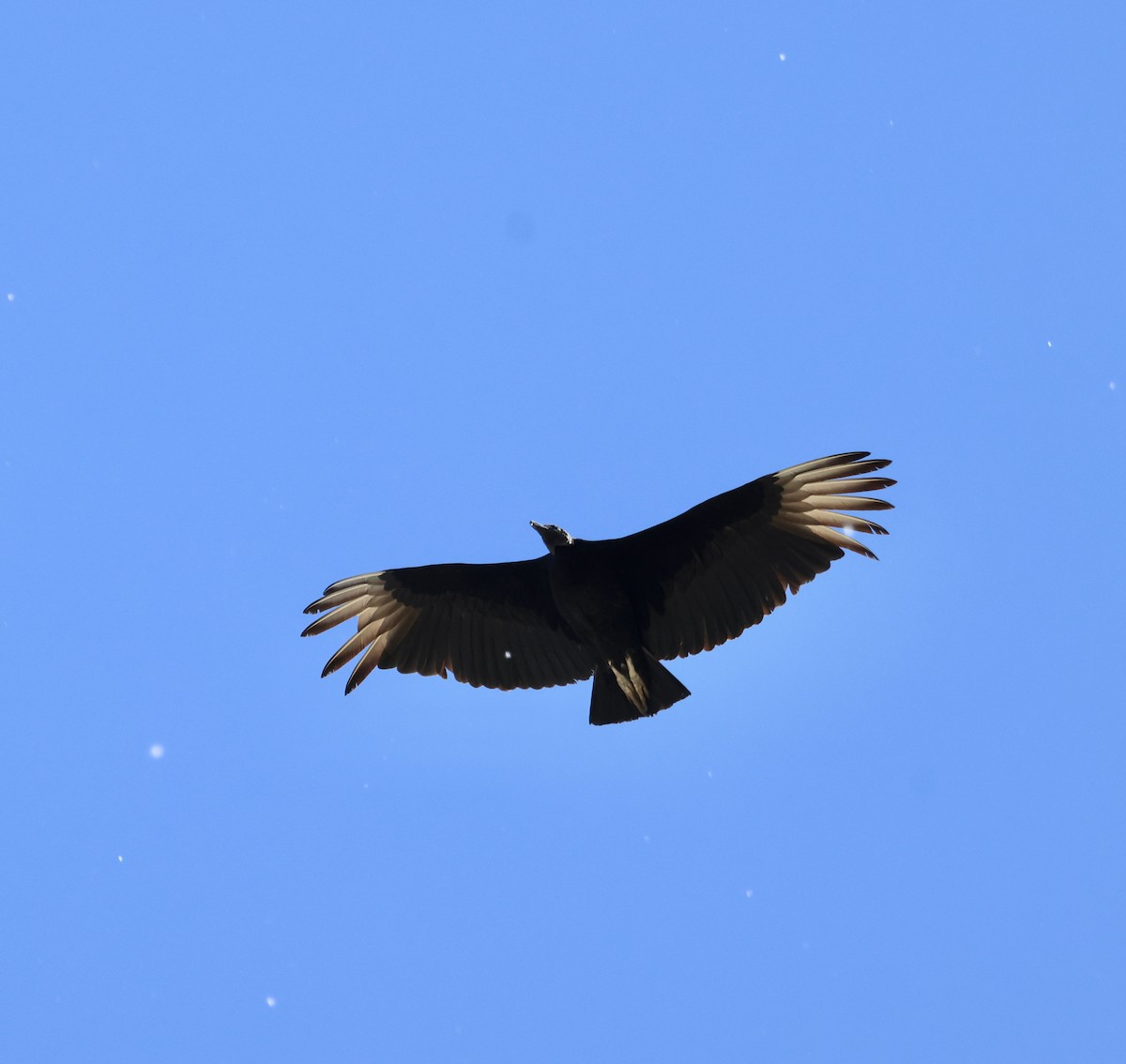 Black Vulture - ML617342883