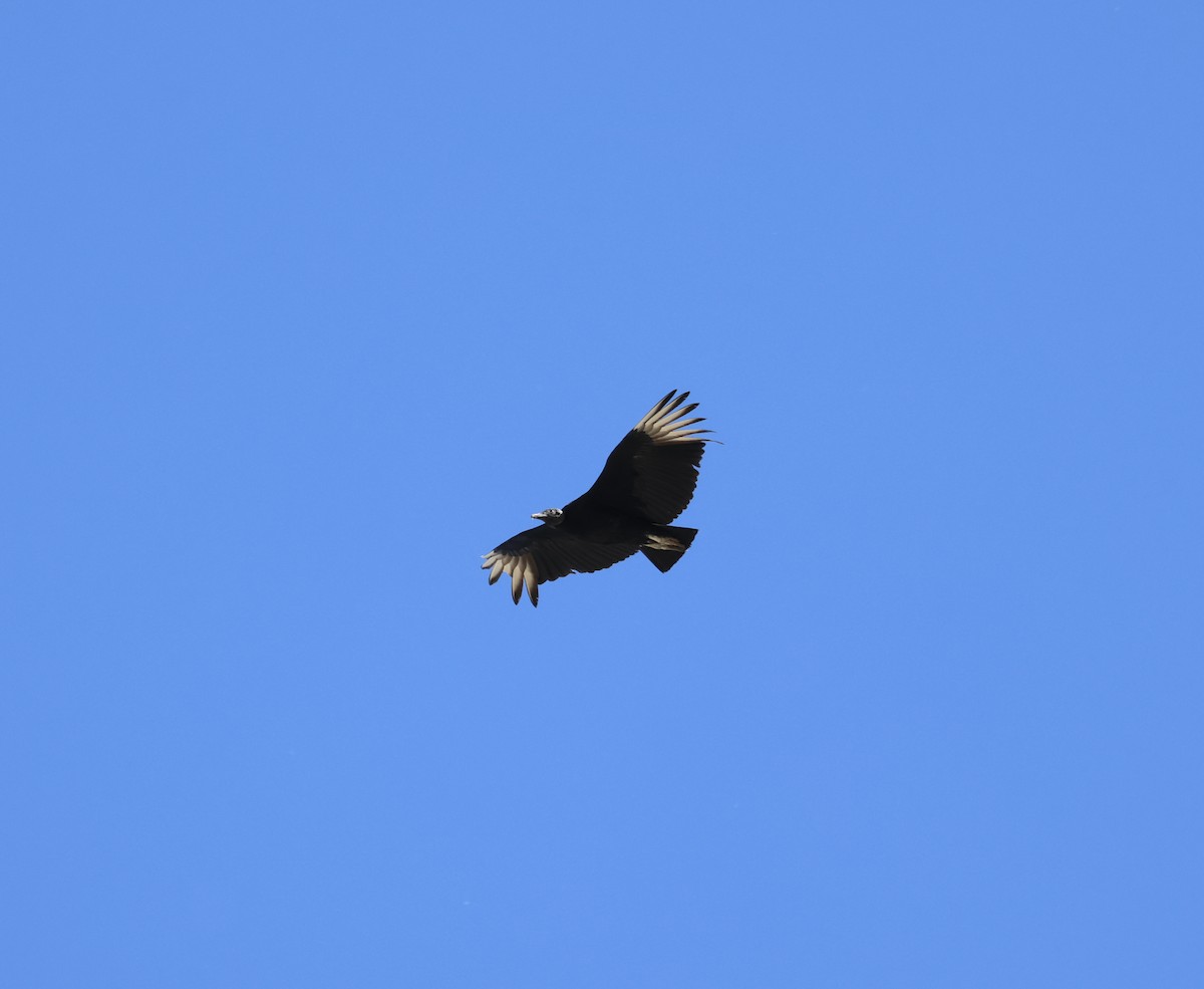 Black Vulture - ML617342884