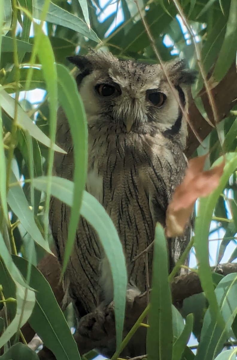 Northern White-faced Owl - ML617342886