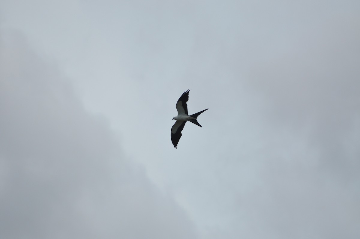 Swallow-tailed Kite - ML617342913
