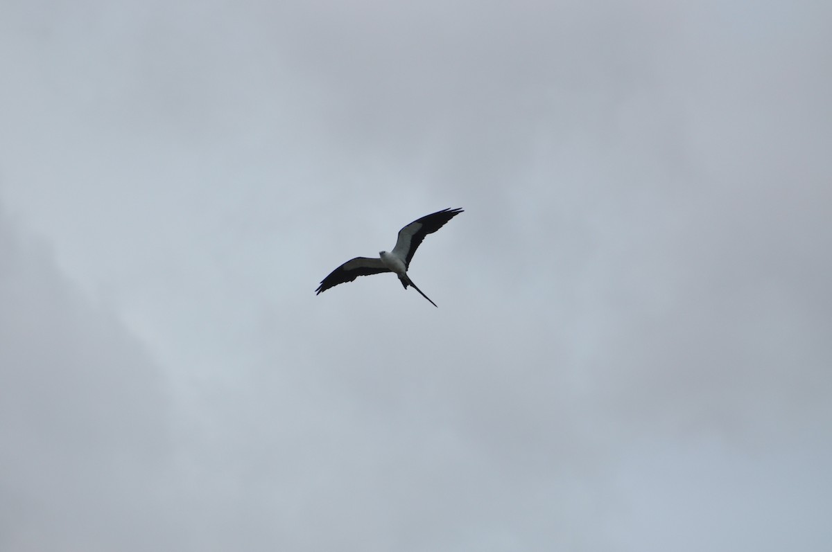 Swallow-tailed Kite - ML617342914