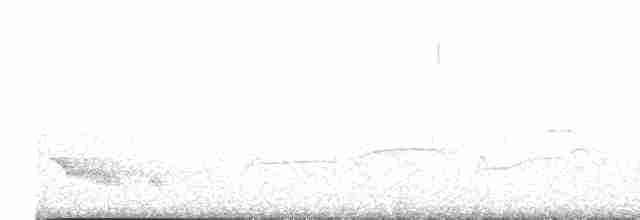 Cuitlacoche Ocelado - ML617342956