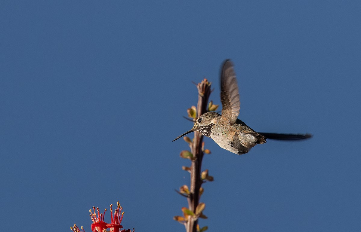Calliope Hummingbird - ML617343005