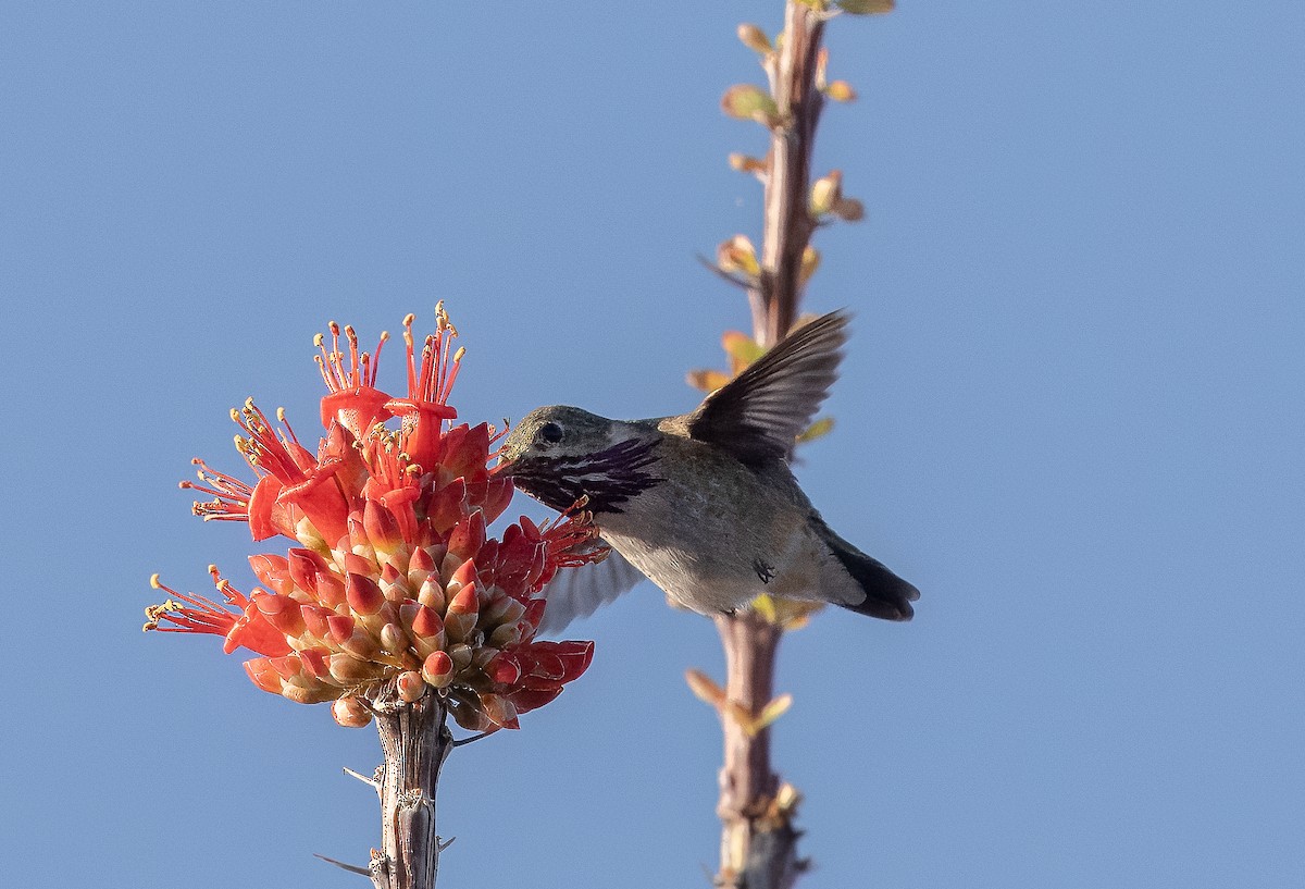 Calliope Hummingbird - ML617343007
