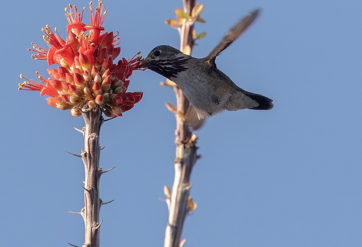 Calliope Hummingbird - Nick Pulcinella