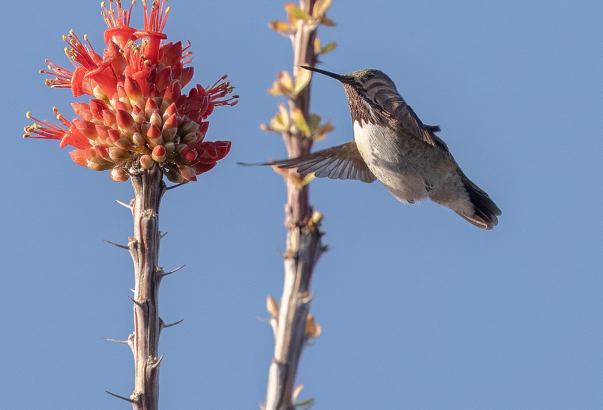Calliope Hummingbird - ML617343009