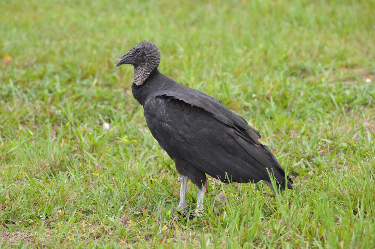 Black Vulture - ML617343171