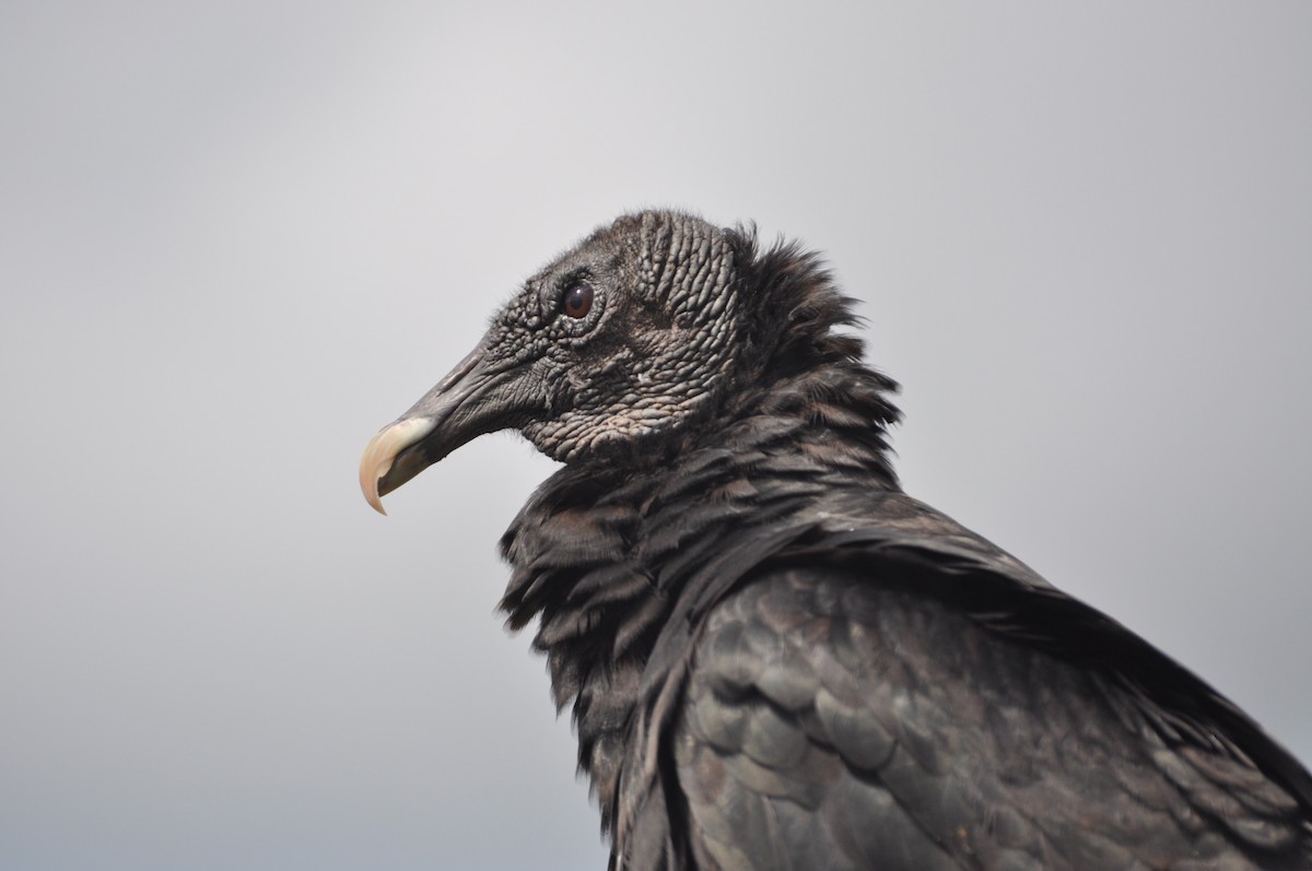 Black Vulture - ML617343174