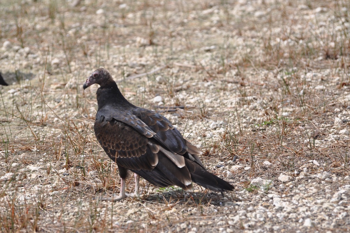 Turkey Vulture - ML617343185