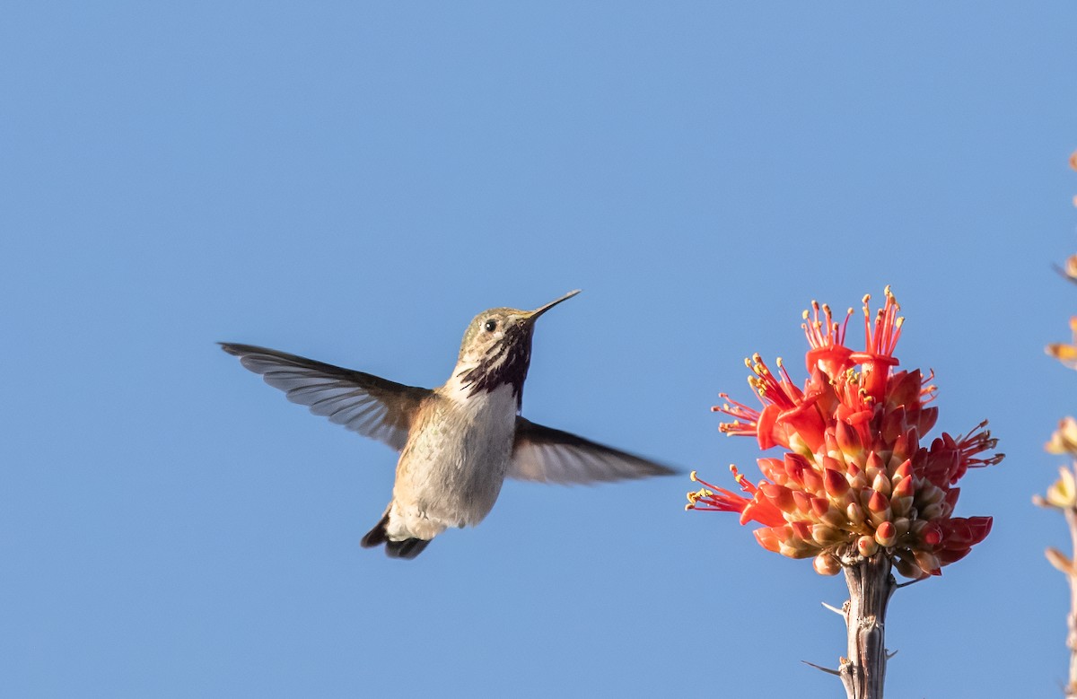 Calliope Hummingbird - ML617343230