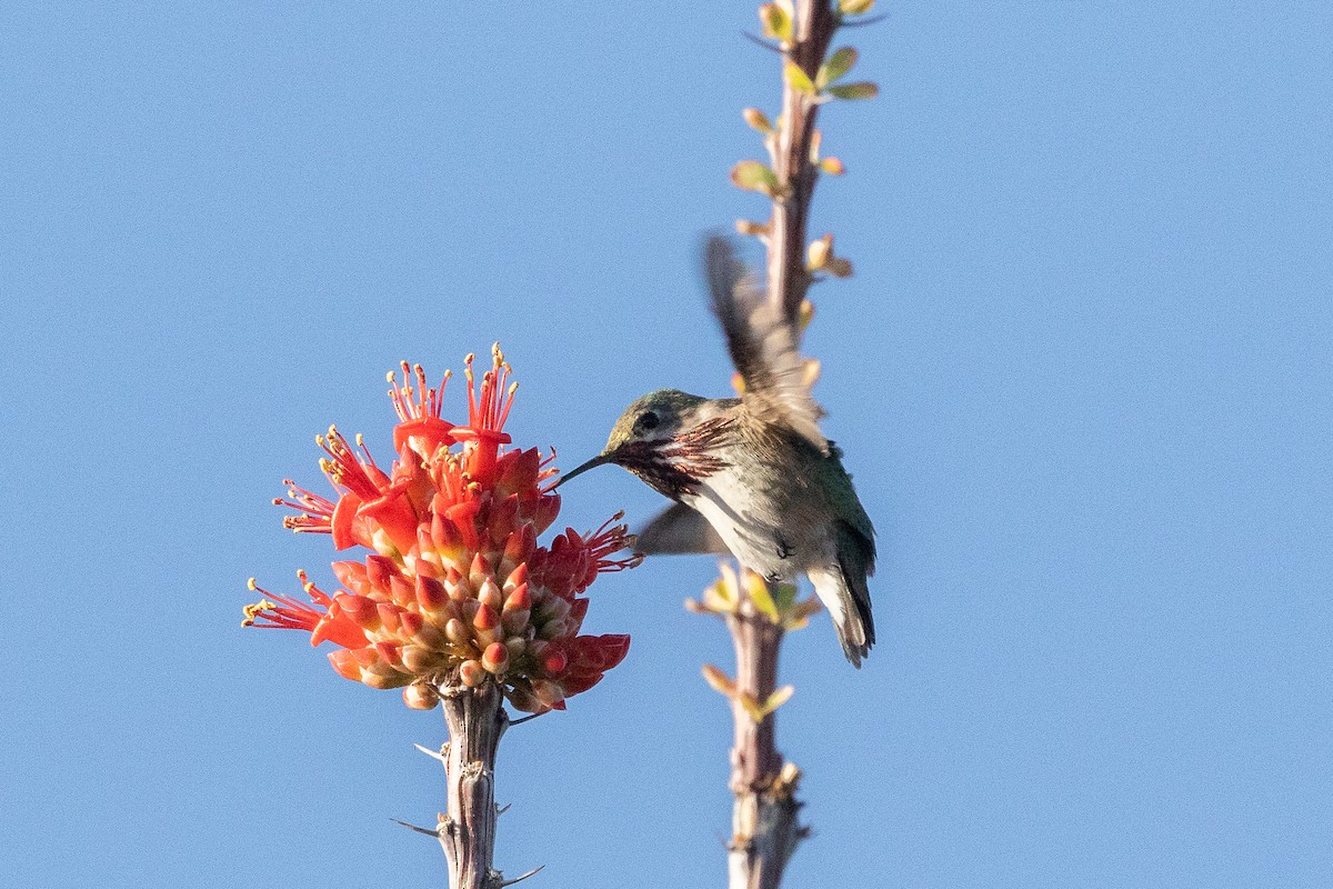 Calliope Hummingbird - ML617343231