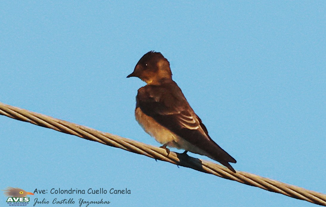 Southern Rough-winged Swallow - ML617343338