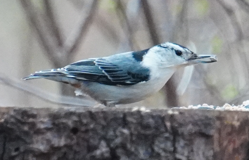 White-breasted Nuthatch - ML617343339