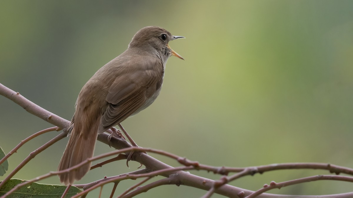 Common Nightingale - Mustafa Nasıf