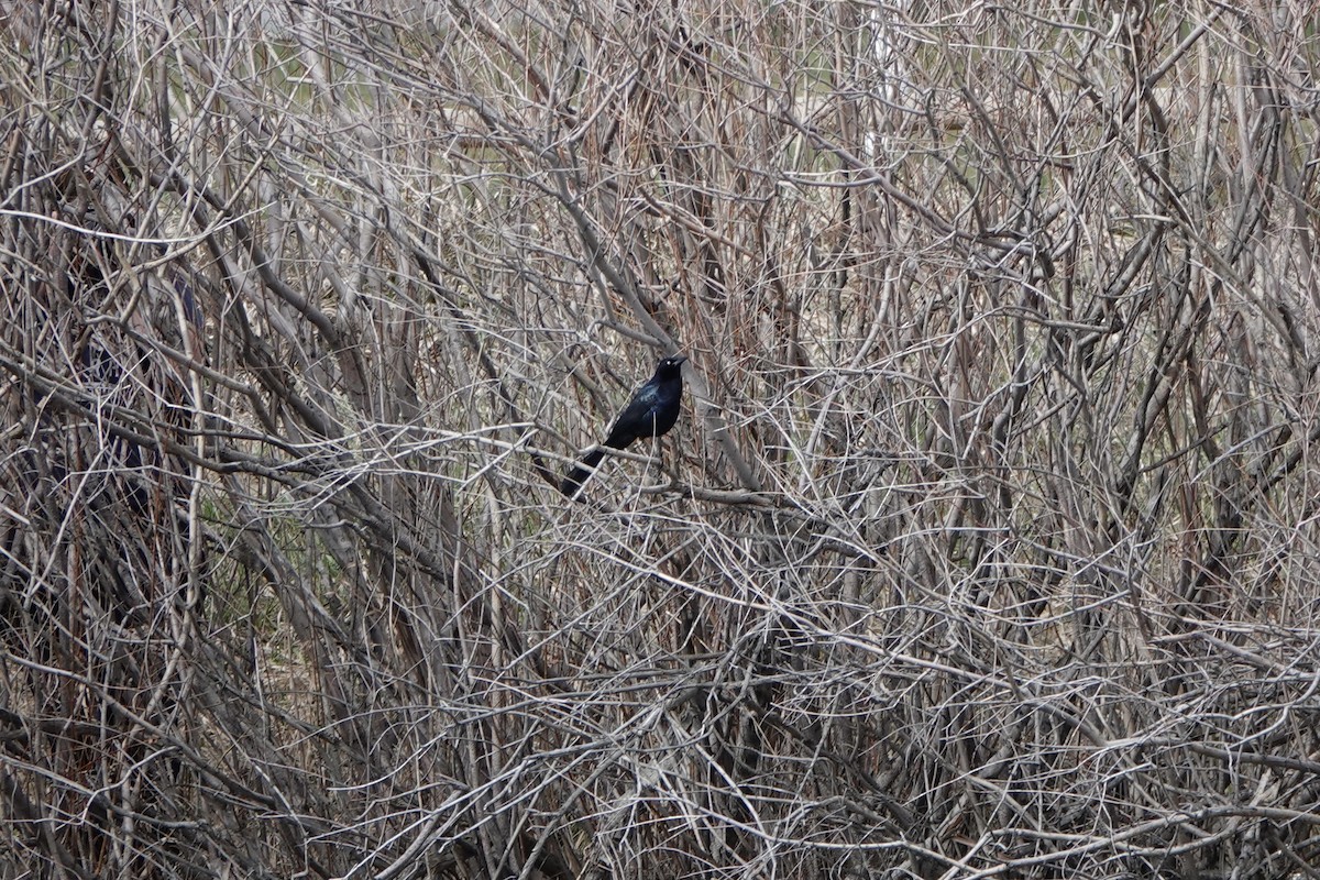 Great-tailed Grackle - ML617343368