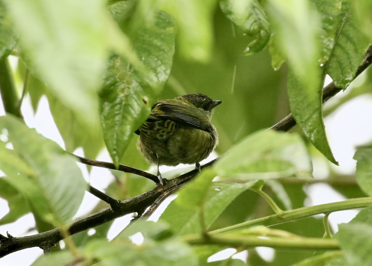 Black-capped Tanager - ML617343383