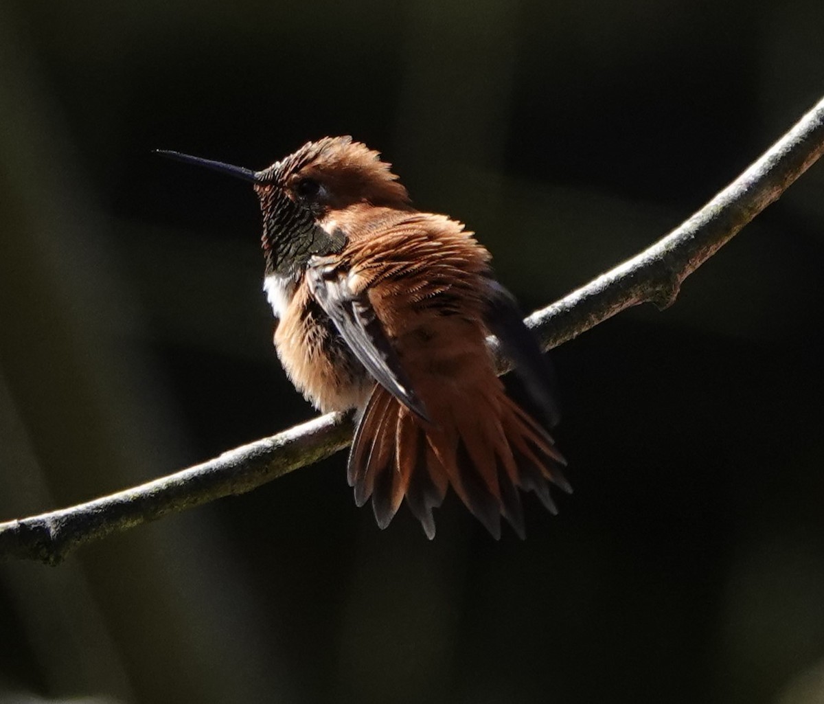 Rufous Hummingbird - Connor Goff