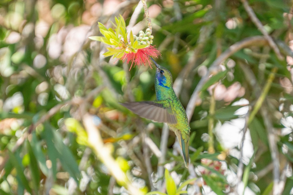 kolibřík zelený - ML617343489
