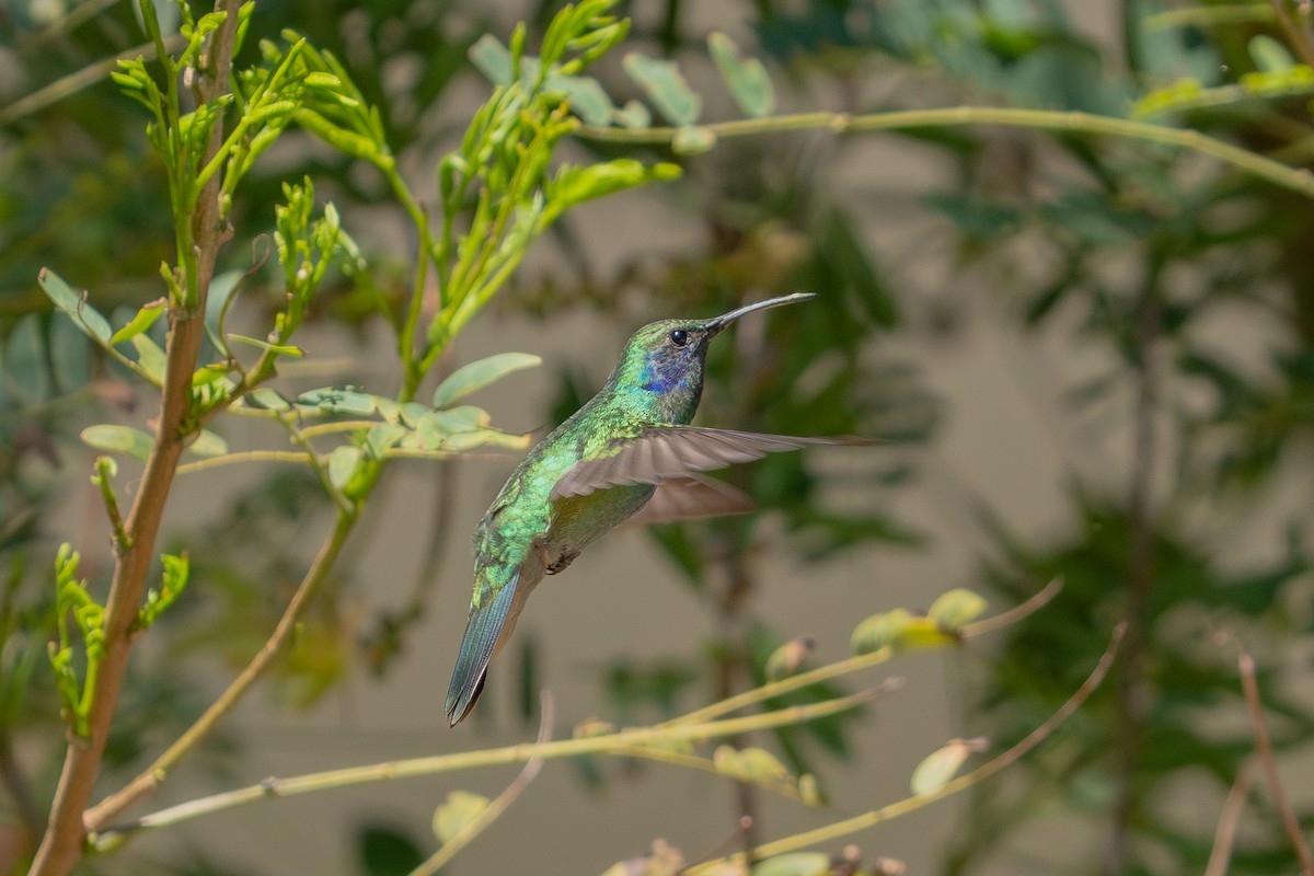 kolibřík zelený - ML617343500