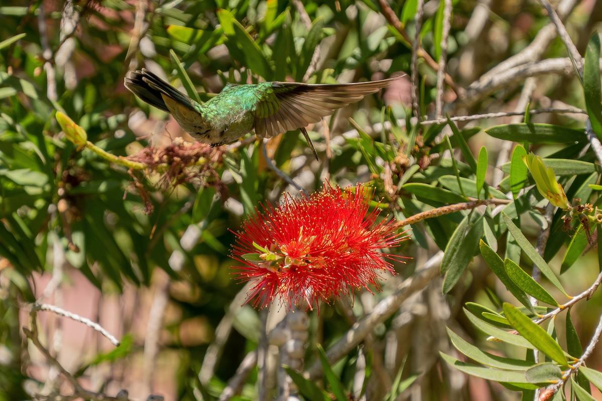 kolibřík zelený - ML617343507