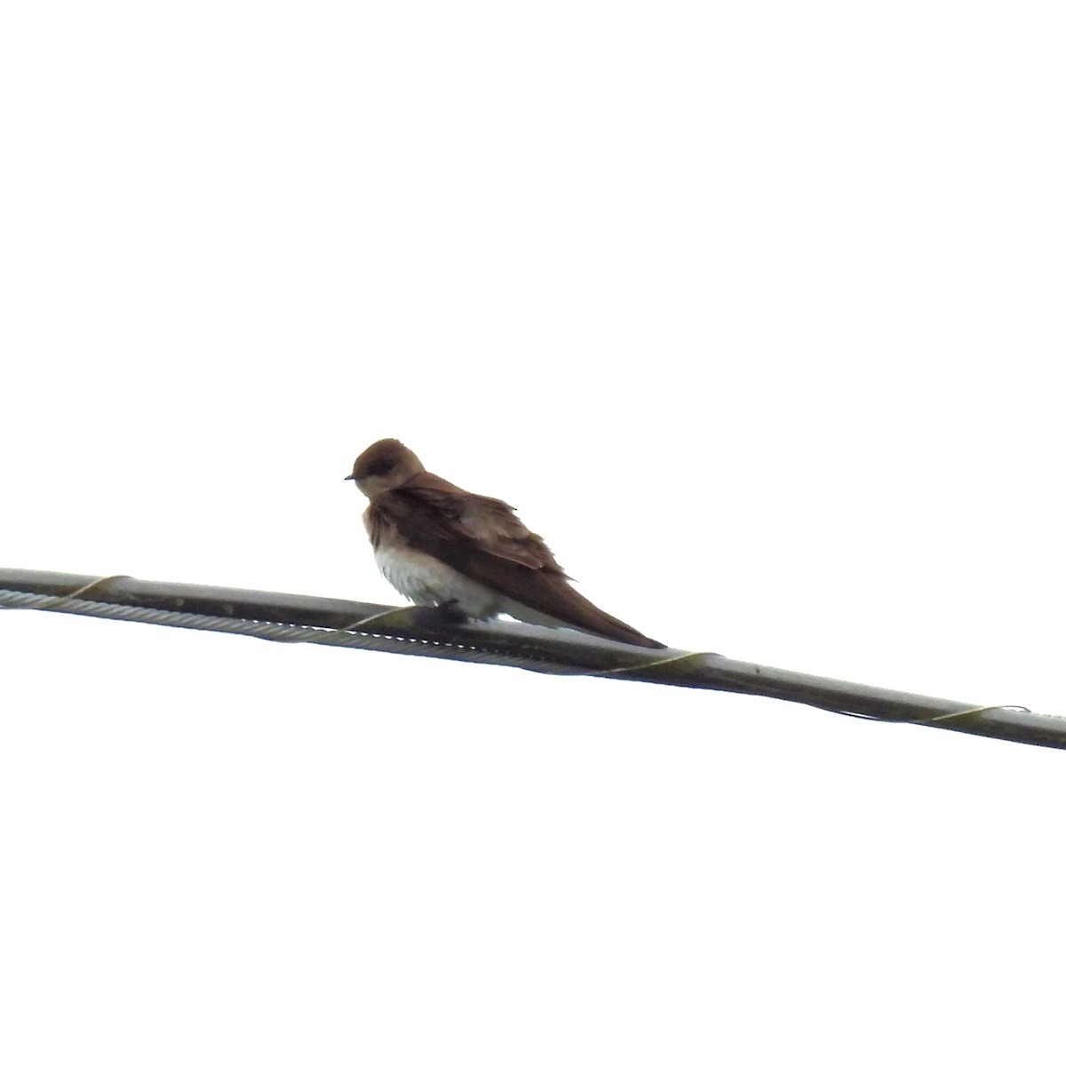 Northern Rough-winged Swallow - Susan Kirkbride