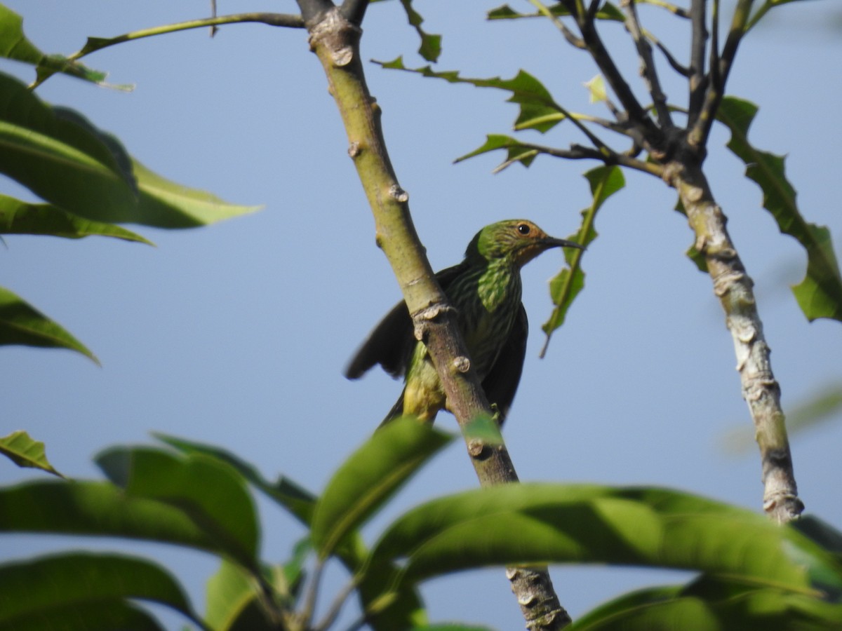 Purple Honeycreeper - Raul Afonso Pommer-Barbosa - Amazon Birdwatching
