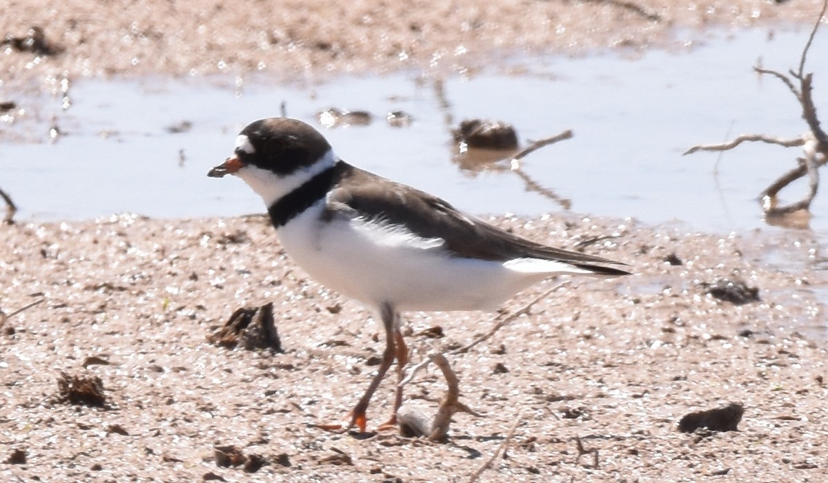 Semipalmated Plover - ML617343539