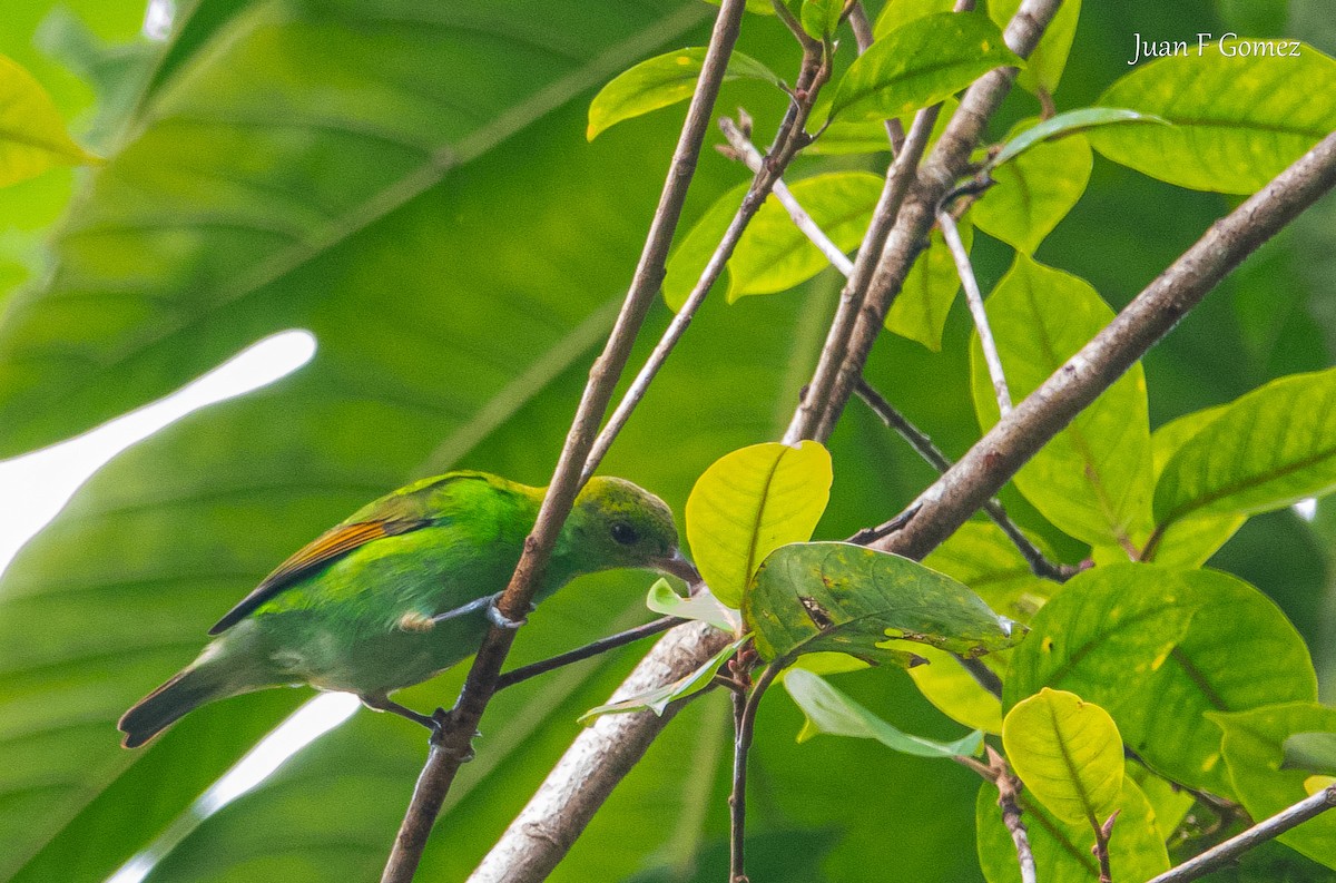 Rufous-winged Tanager - ML617343605