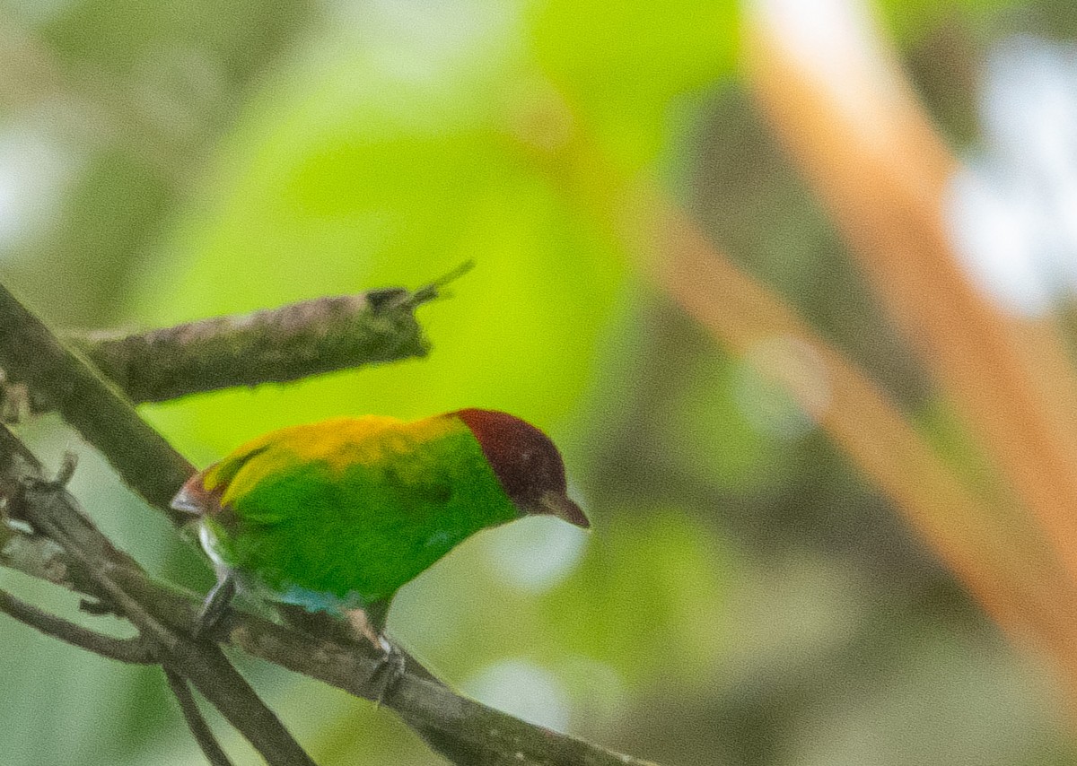 Rufous-winged Tanager - ML617343625