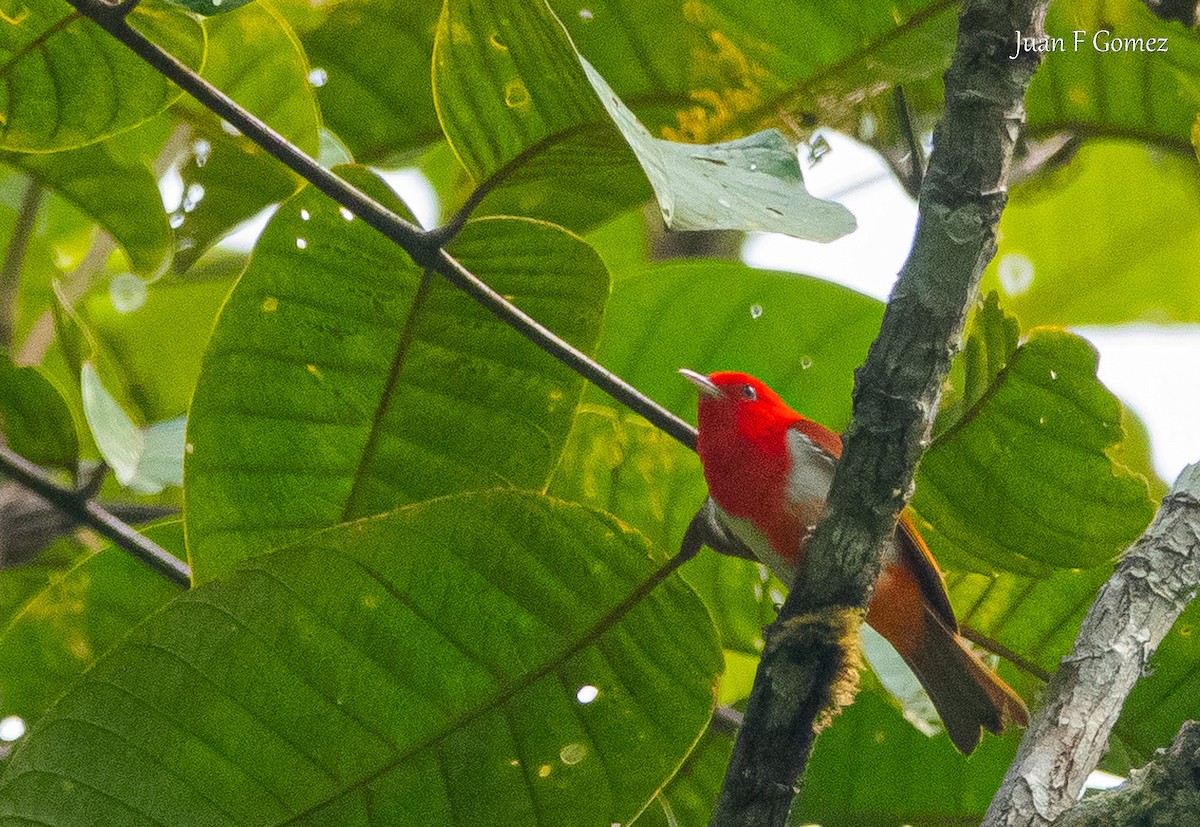 Scarlet-and-white Tanager - ML617343649