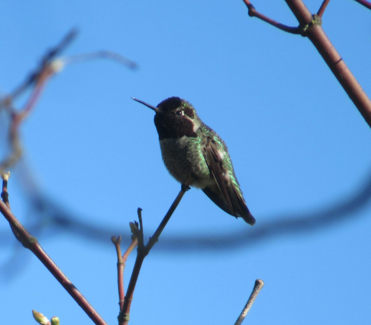 Anna's Hummingbird - ML617343659