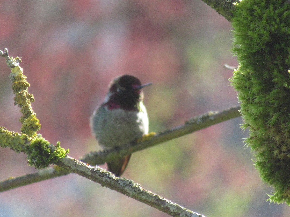 Anna's Hummingbird - ML617343661