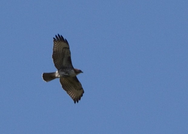 Red-tailed Hawk - ML617343728