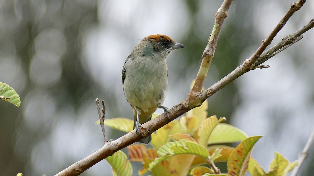 Scrub Tanager - Quentin Brown