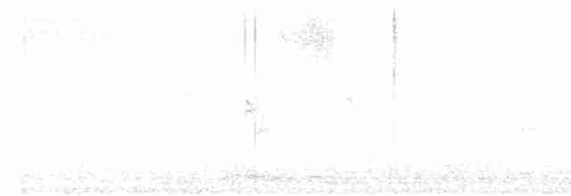 holoubek vlnkovaný - ML617343875
